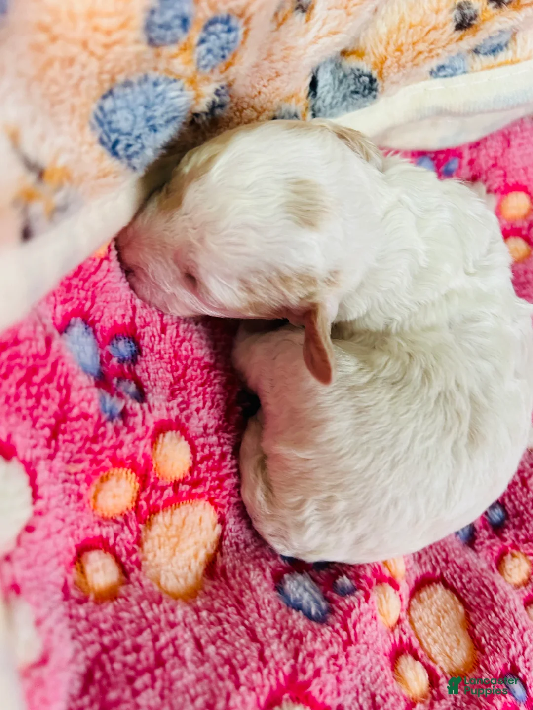 Cavapoo dogs for sale: Olaf - Ad 16