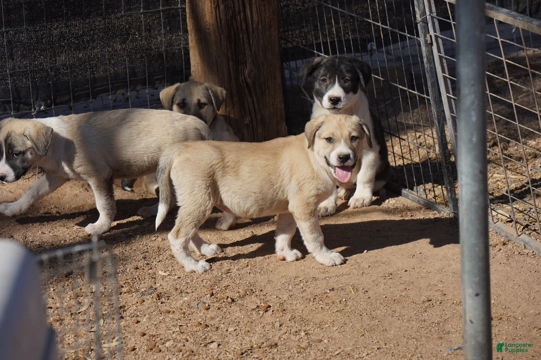 Mixed Breed dogs for sale: Bansky Blonde 2 F - Ad 2