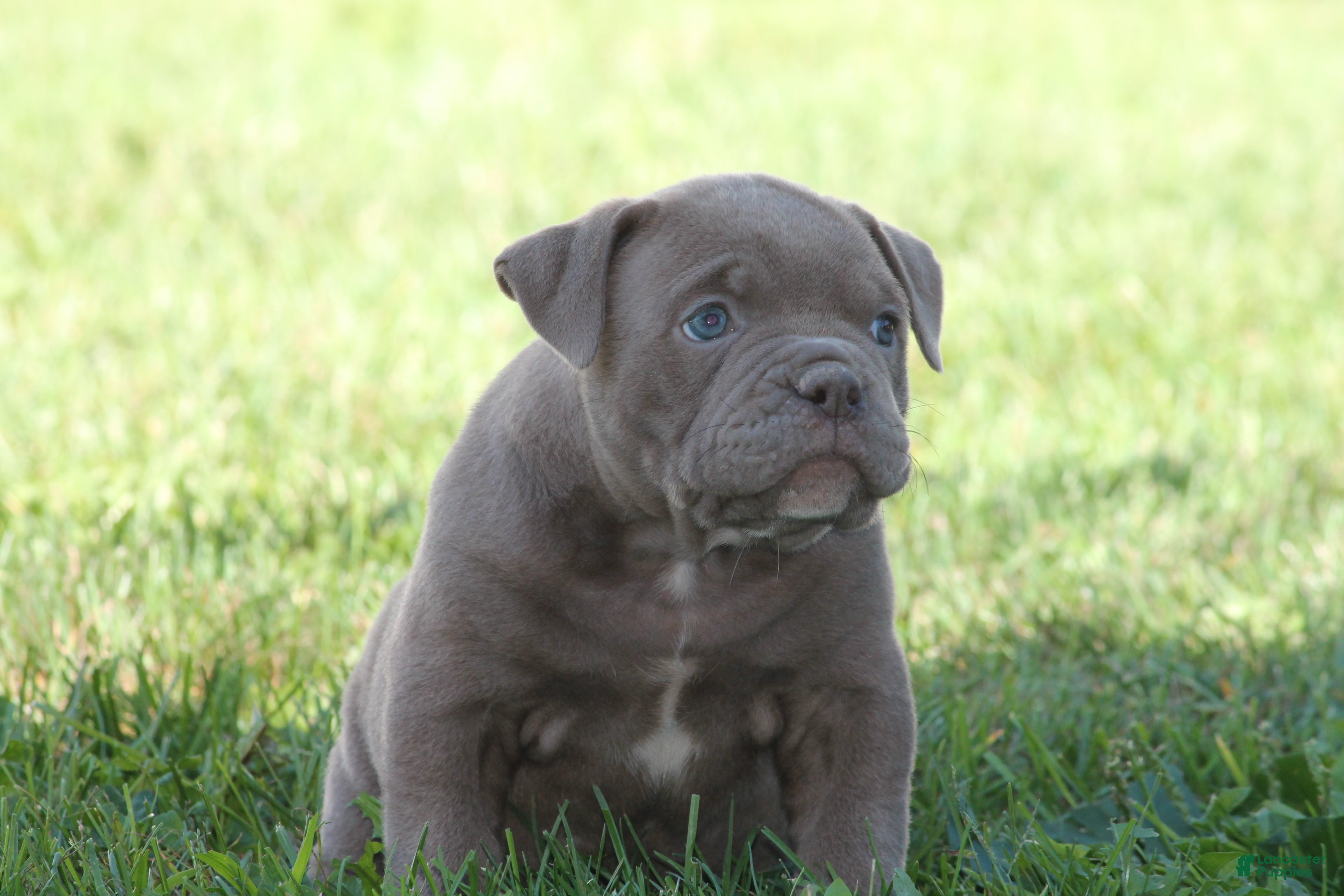 Olde English Bulldogge dogs Bluegates DILTON - Ad 2