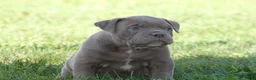 Olde English Bulldogge dogs for sale: Bluegates DILTON - Ad 2