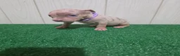 American Bully dogs for sale: American Bully XL Puppy 10 (Purple Collar) - Ad 2