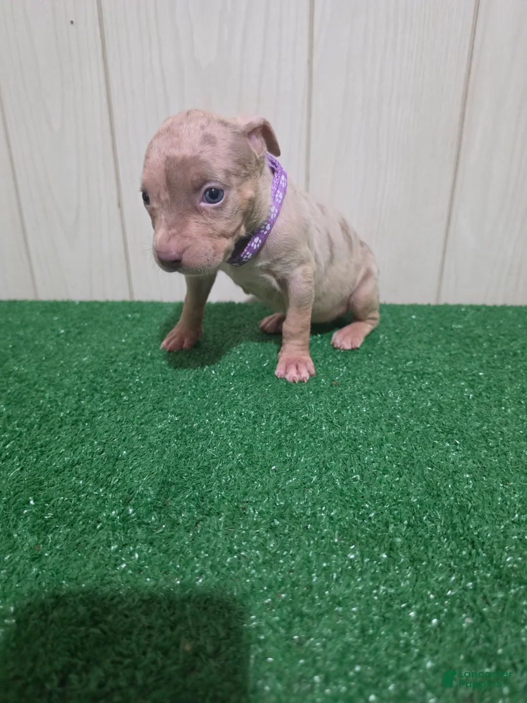 American Bully dogs for sale: American Bully XL Puppy 10 (Purple Collar) - Ad 2