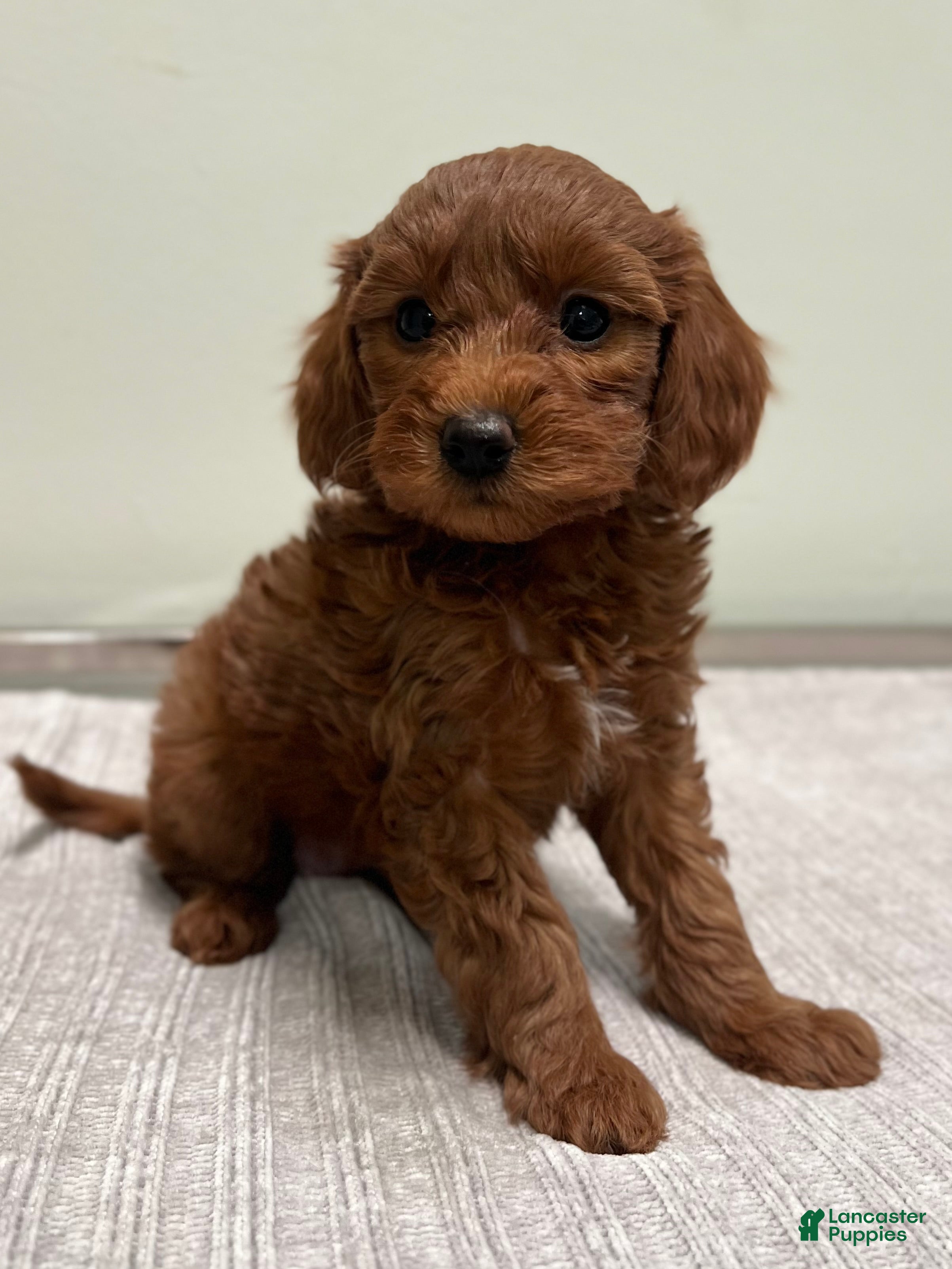 Mini Goldendoodle dogs Cindy - Ad 1