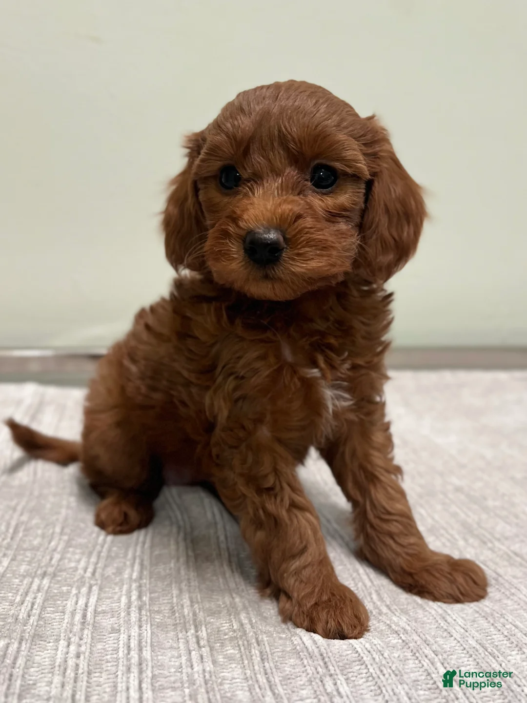 Mini Goldendoodle dogs for sale: Cindy - Ad 1