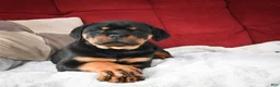 Rottweiler dogs for sale: Tara/ Mocha – Santos Ad-Dirah - Ad 20