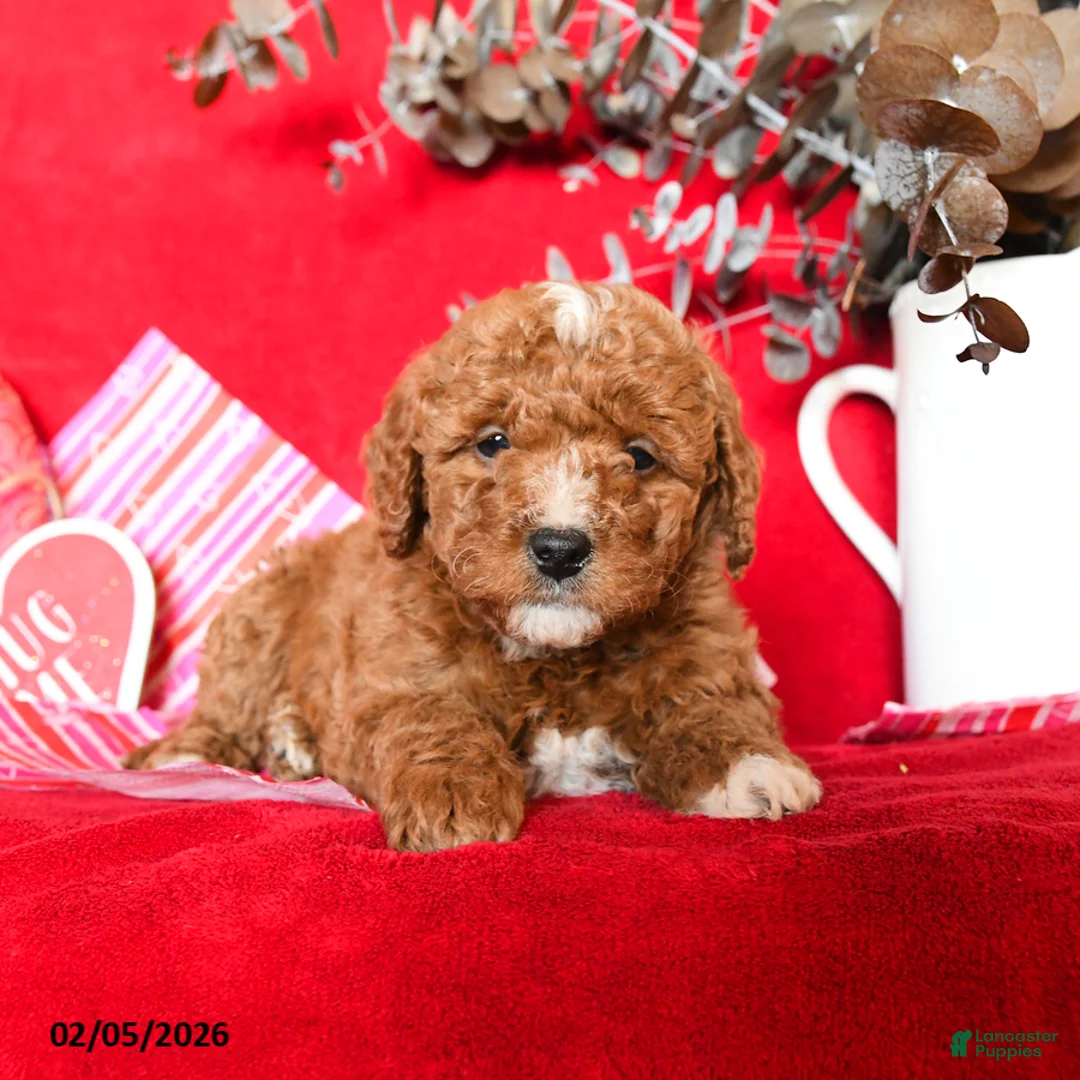 Yorkiepoo dogs for sale: Caylee - Ad 4