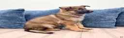 German Shepherd dogs for sale: Max - Ad 5