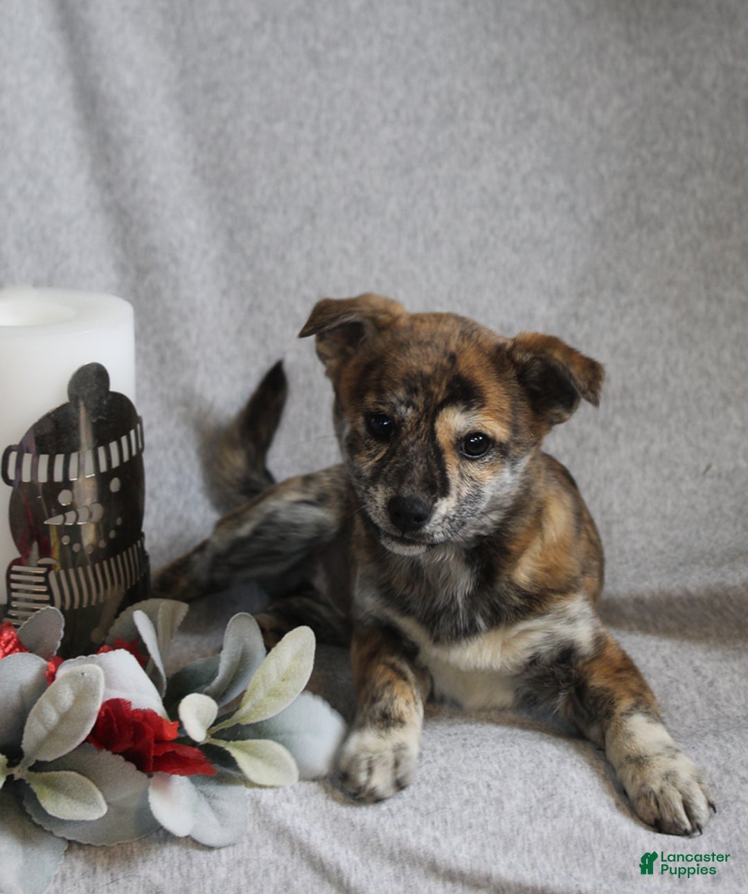 Mixed Breed dogs for sale: Luna - Ad 4