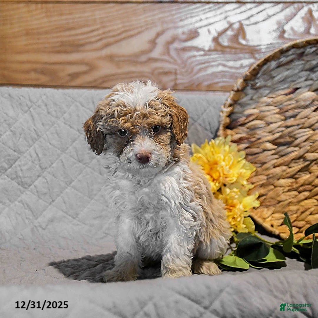 Mini Goldendoodle dogs for sale: Sugar - Ad 4