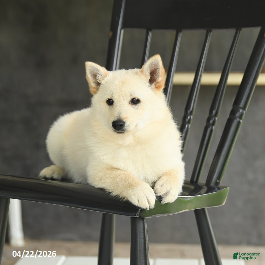 Schipperke dogs Fiona - Ad 2