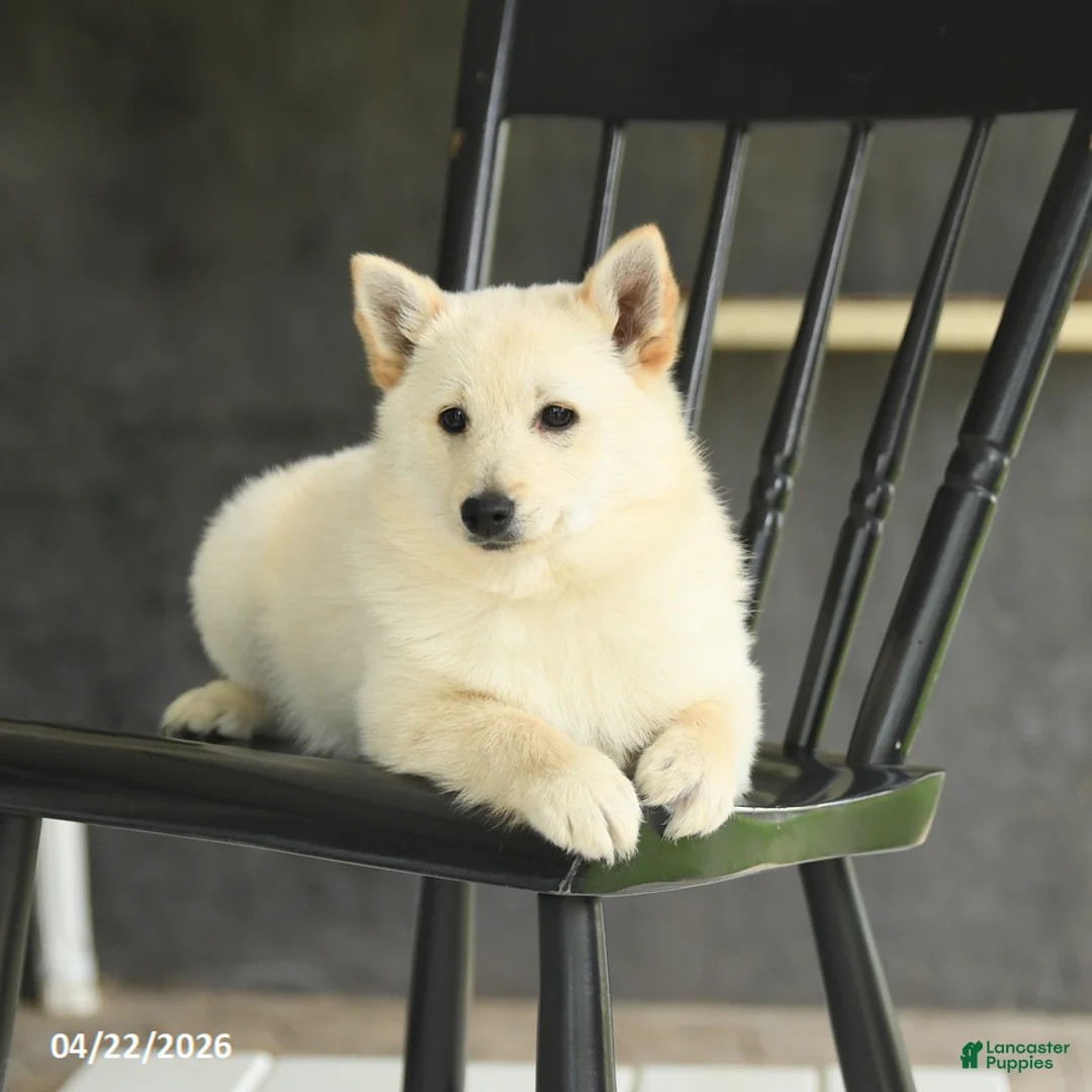 Schipperke dogs for sale: Fiona - Ad 2