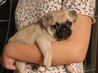 Pug dogs Garrett - Ad 31