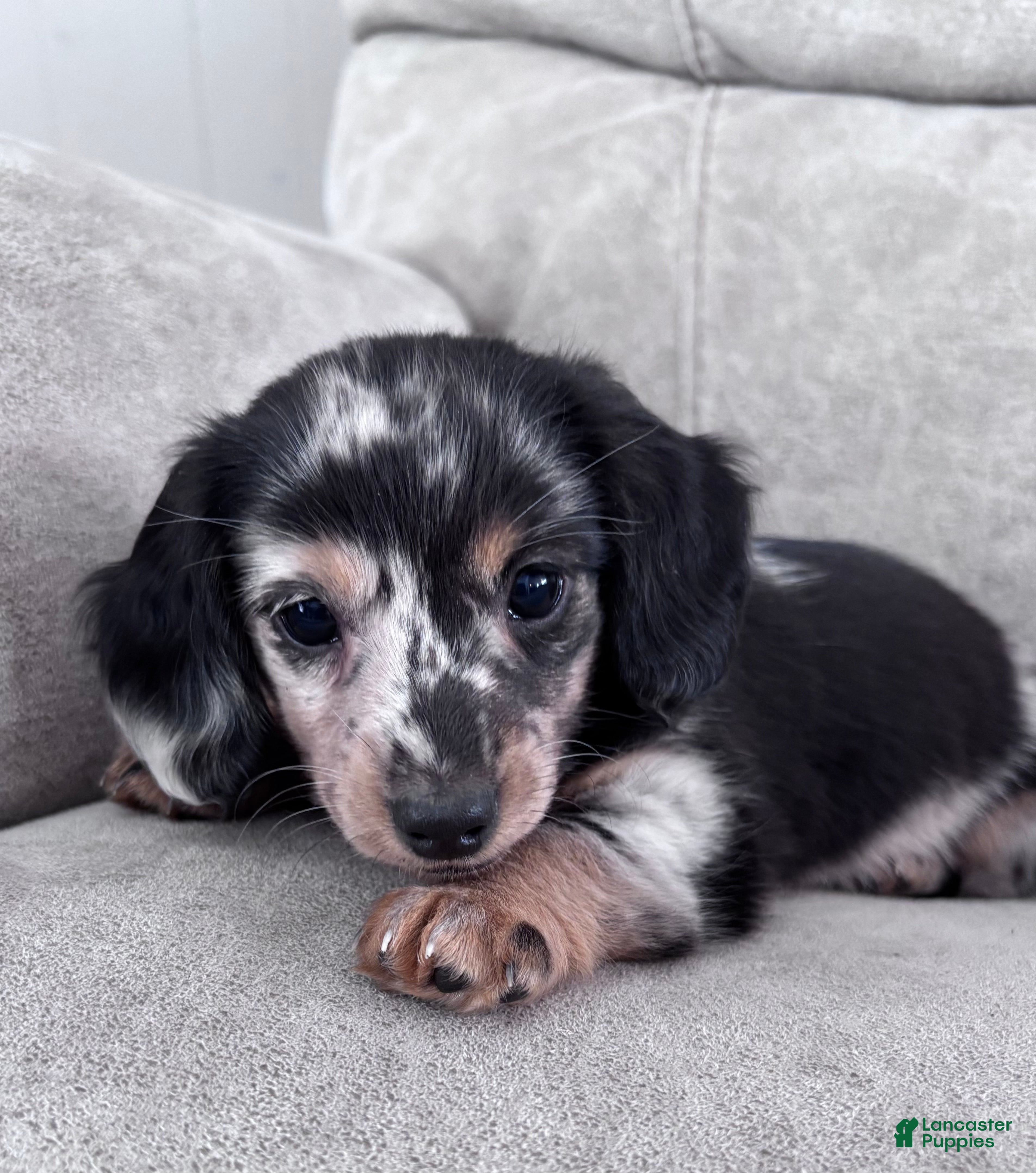Miniature Dachshund dogs Miette - Ad 12