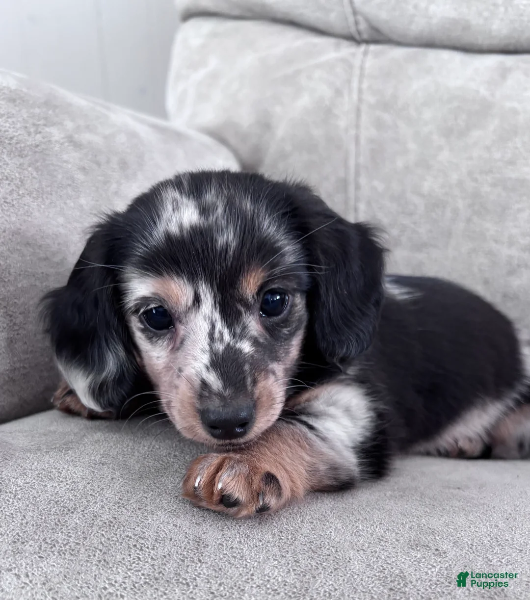 Miniature Dachshund dogs for sale: Miette - Ad 1