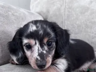 Miniature Dachshund dogs Miette - Ad 12