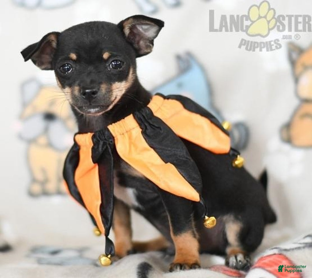 Gallery Image {{count}}