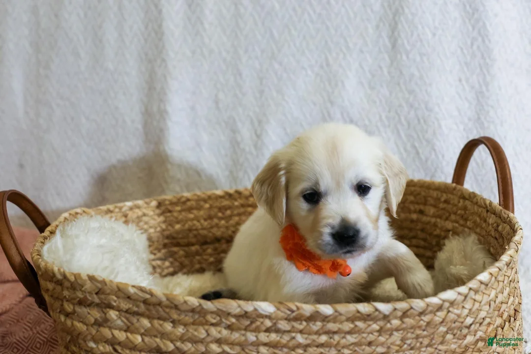 Golden Retriever dogs for sale: Ginger - Ad 2