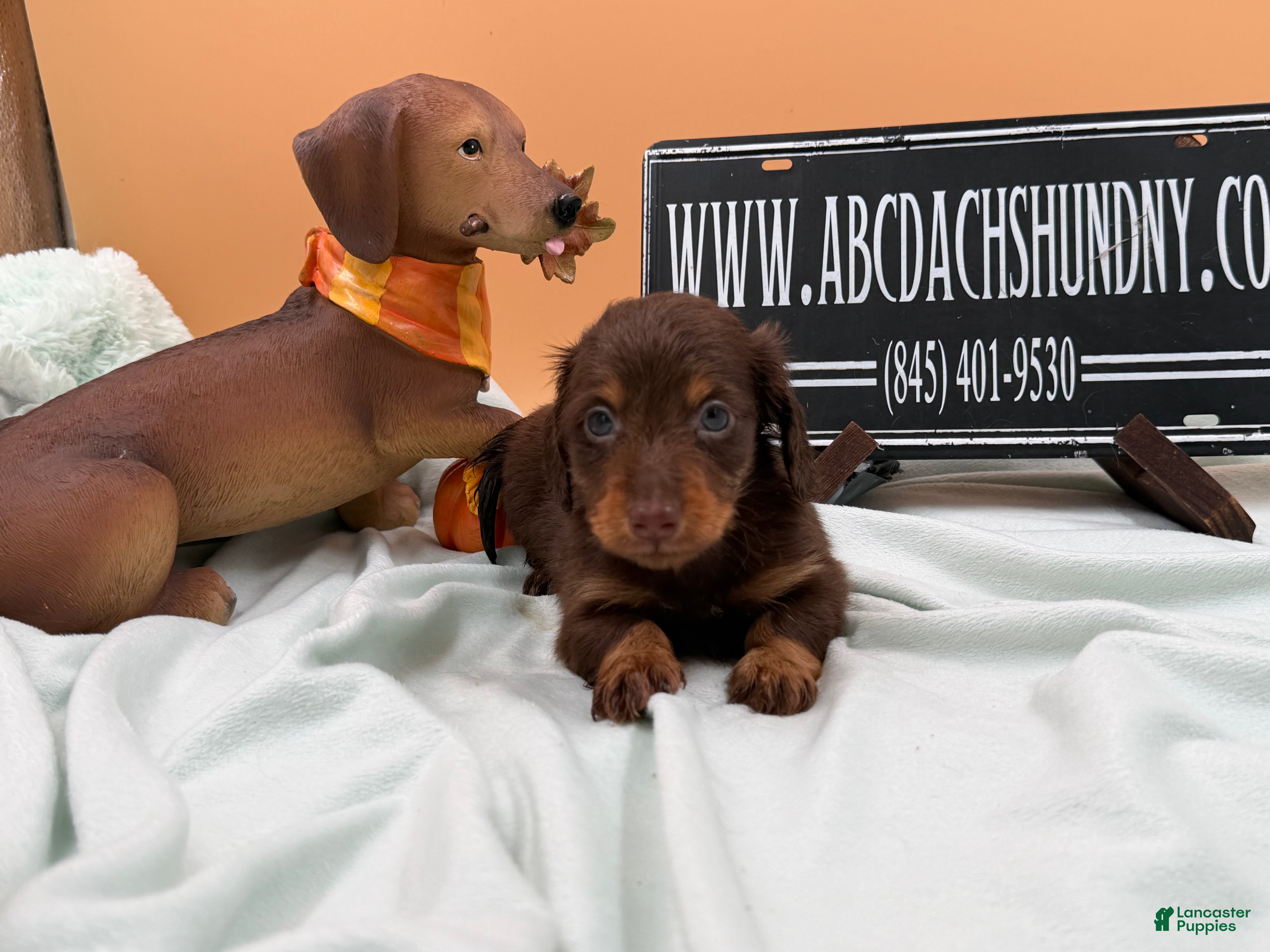 Miniature Dachshund dogs Miniature Dachshund 2 - Ad 16