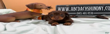Miniature Dachshund 2