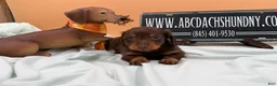 Miniature Dachshund dogs for sale: Miniature Dachshund 2 - Ad 1