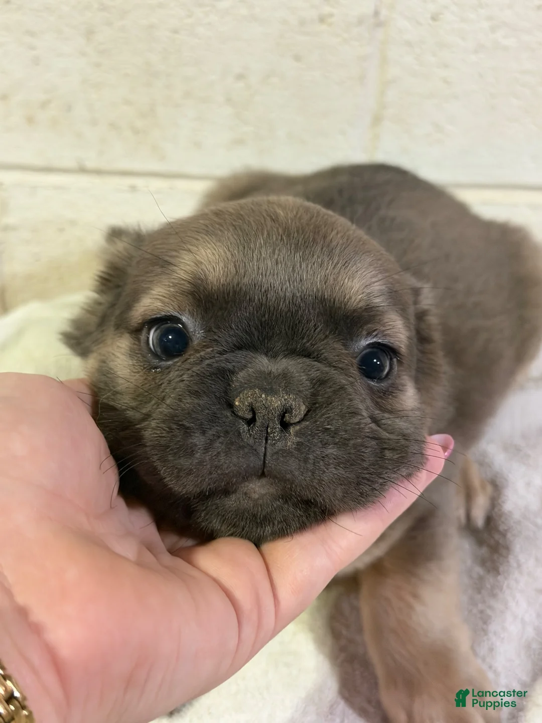 French Bulldog dogs for sale: Muffin FLUFFY - Ad 2