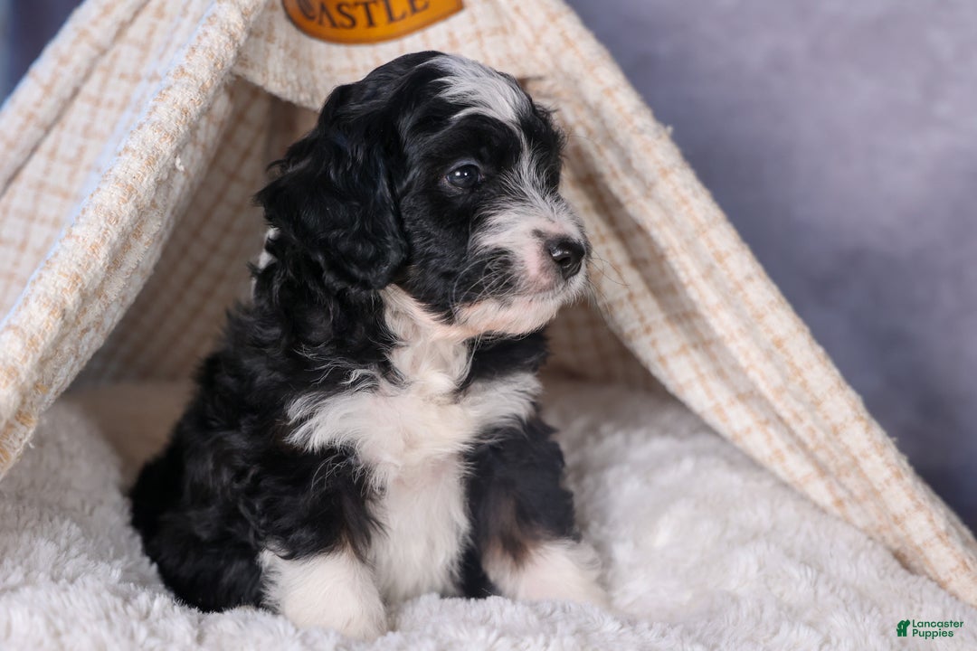 Mini Aussiedoodle dogs for sale: Payday - Ad 17