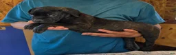 Mixed Breed dogs for sale: Hawks Mr Cougar  - Ad 4
