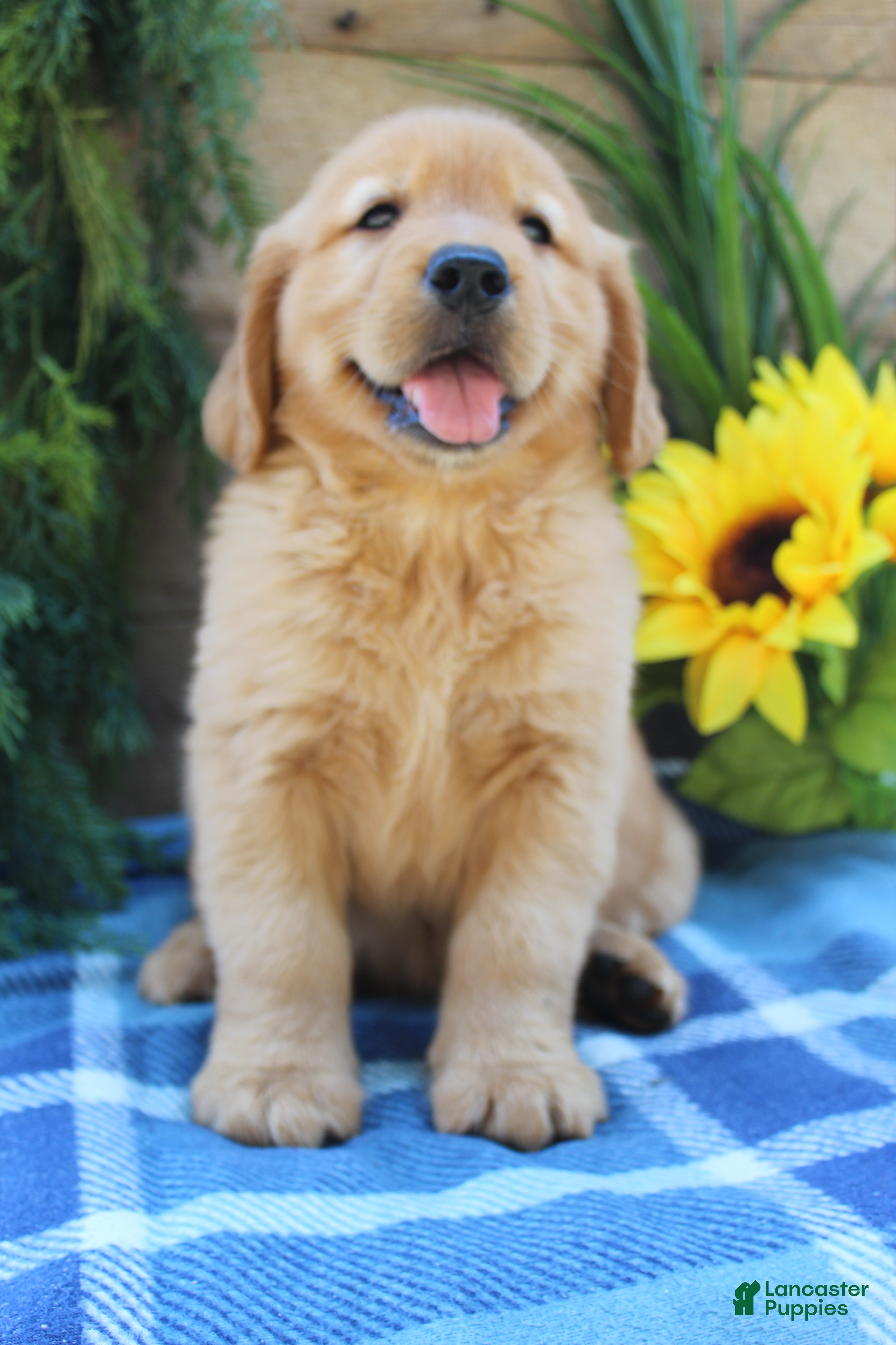 Golden Retriever dogs Rocky - Ad 1