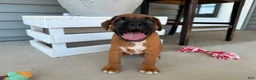 Boxer dogs for sale: Daisy - Ad 7