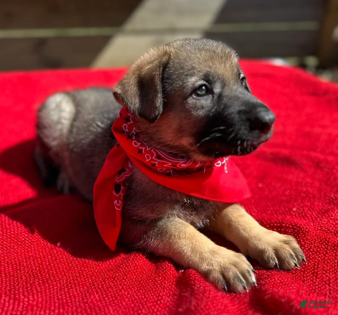 Gallery Image {{count}}