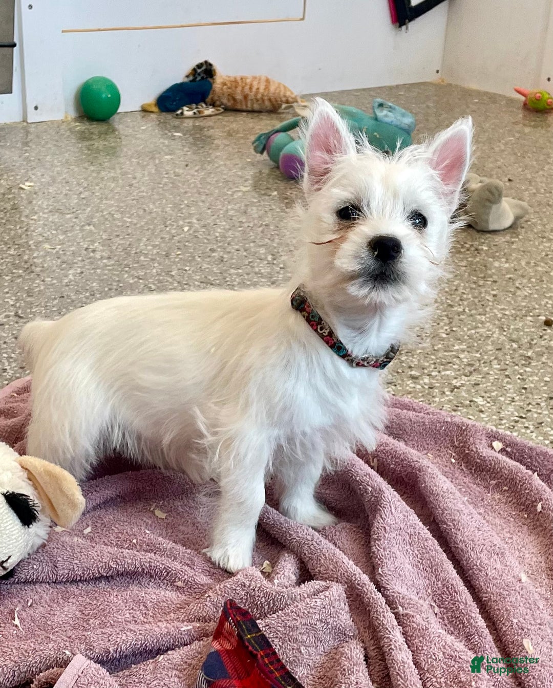 West Highland Terrier dogs for sale: Leah, AKC - Ad 2