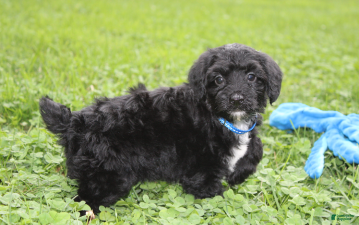 Yorkiepoo dogs Ranger  - Ad 1