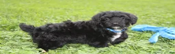 Yorkiepoo dogs for sale: Ranger  - Ad 13