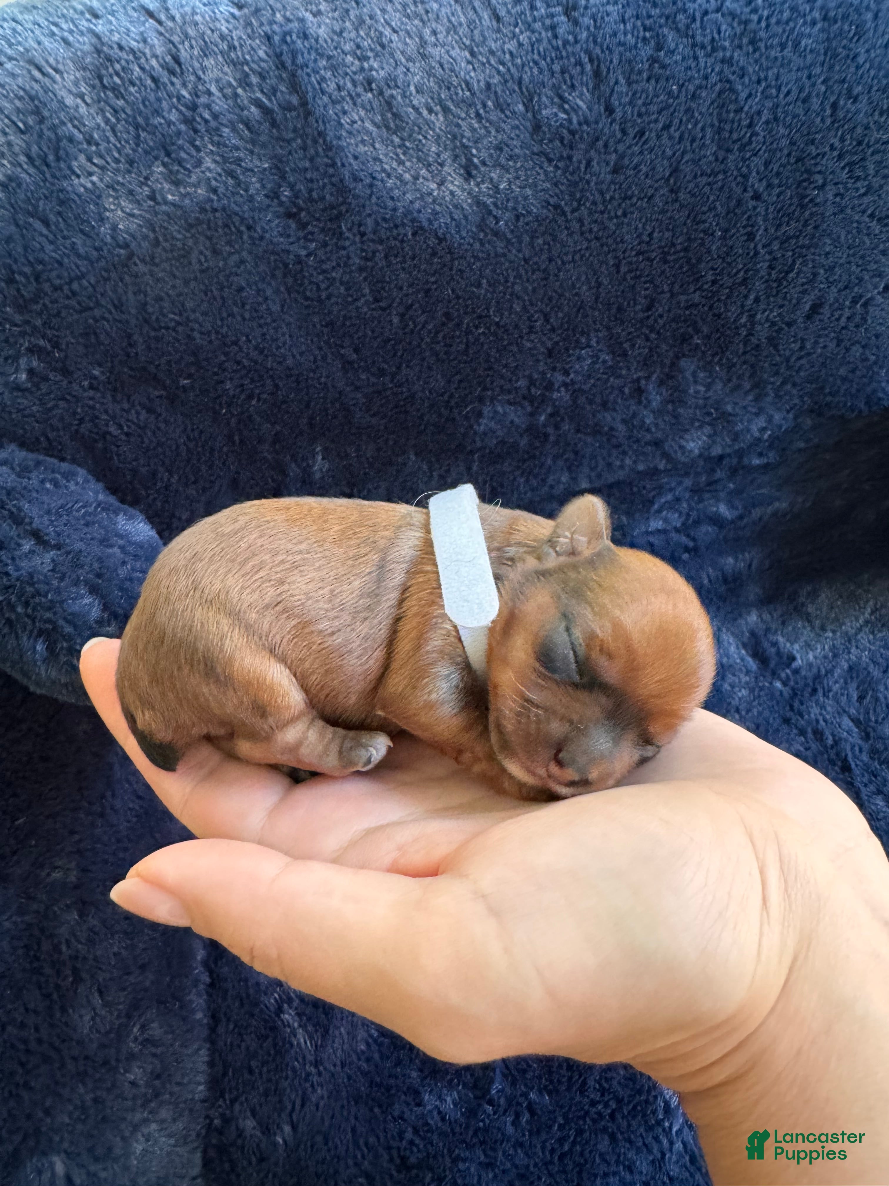 Yorkshire Terrier dogs dollface female Yorkie 1  - Ad 2