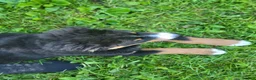 Bernese Mountain Dog dogs for sale: Bernese Mountain Dog 2 - Ad 5