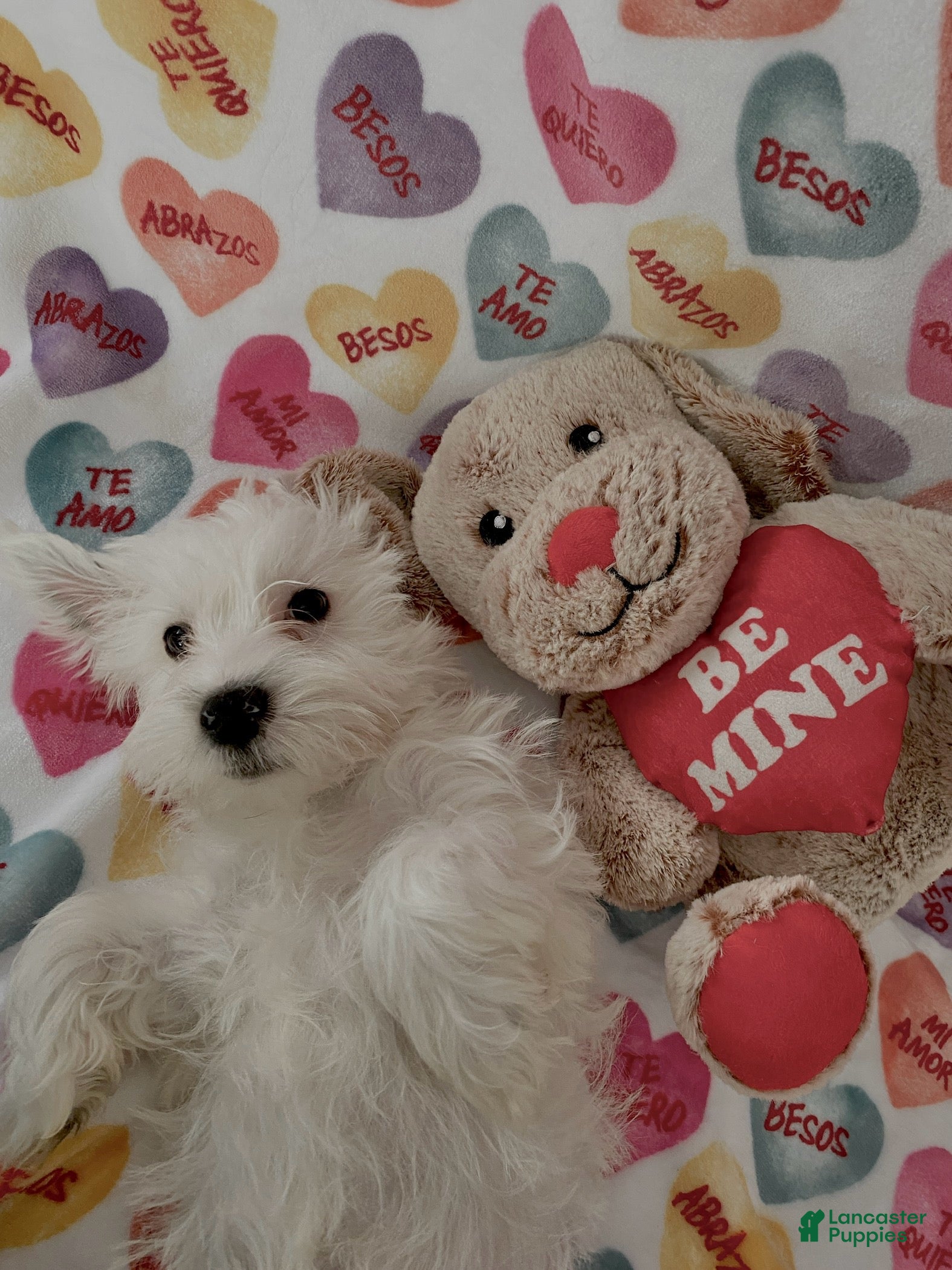 Yochon dogs Morty - Ad 2