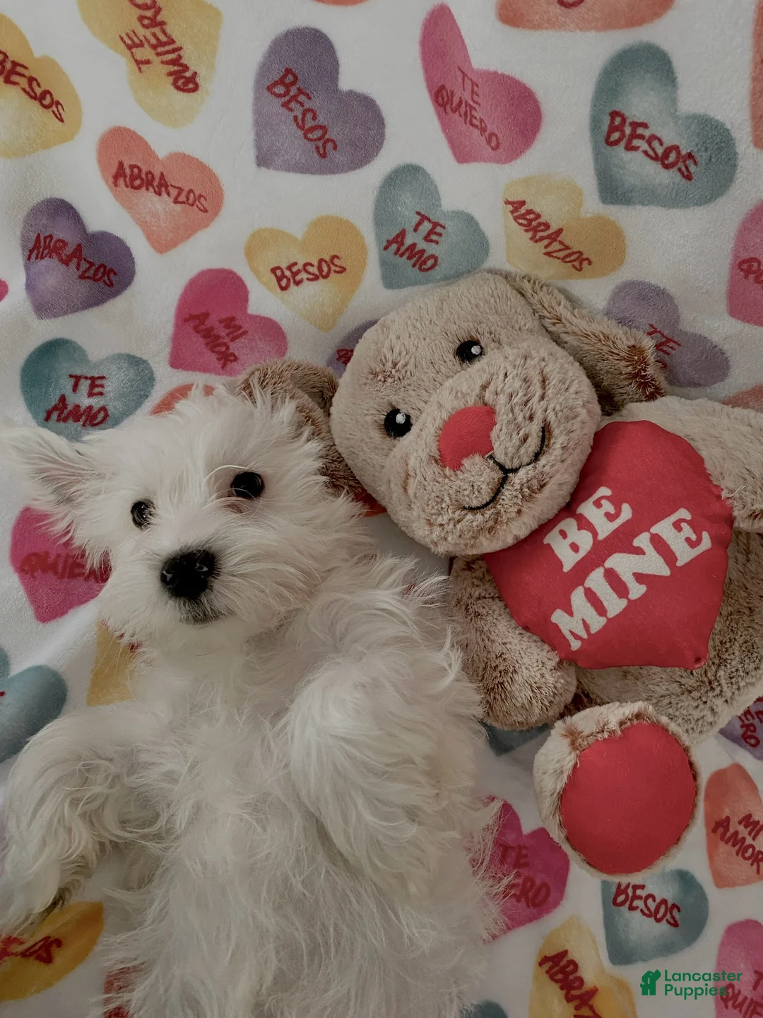 Yochon dogs for sale: Morty - Ad 2