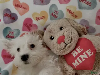 Yochon dogs Morty - Ad 6