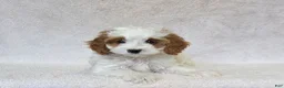 Cavapoo dogs for sale: Marshmallow - Ad 7