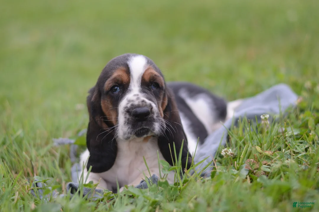 Basset Hound dogs for sale: Hector - Ad 1