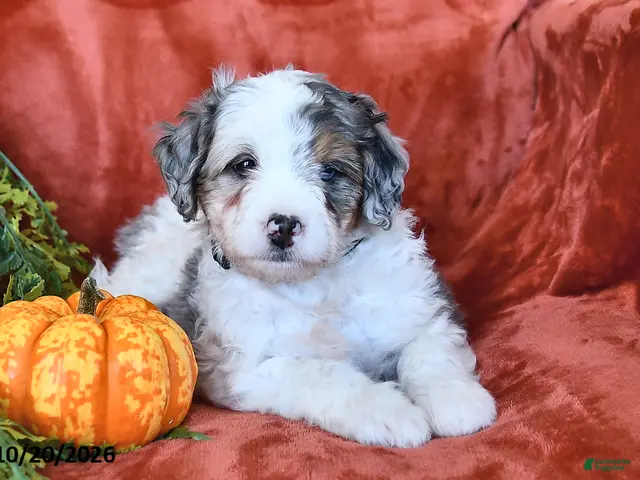 Bernedoodle dogs Bonnie - Ad 1