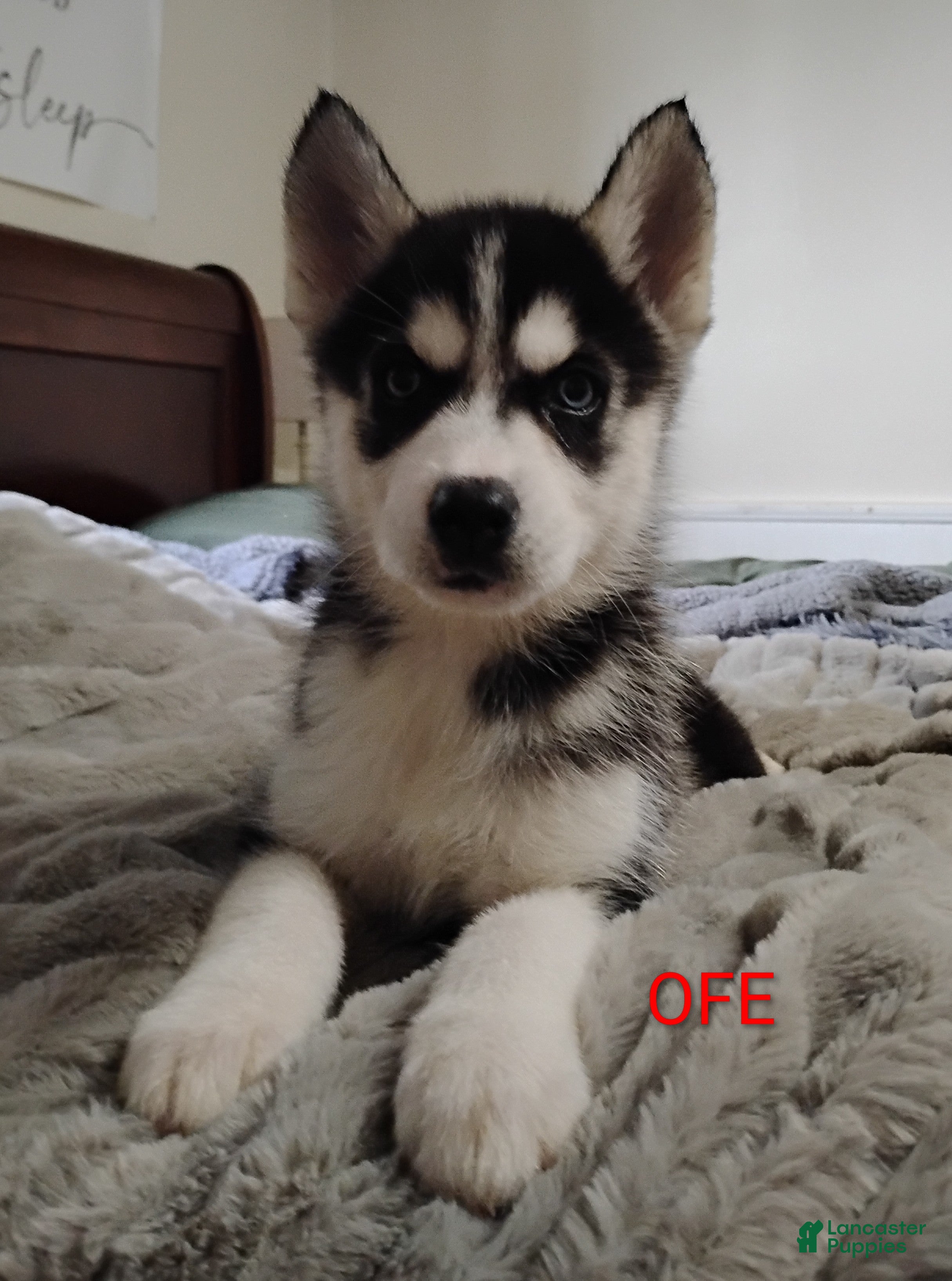 Siberian Husky dogs Ofe - Ad 31