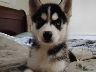 Siberian Husky dogs Ofe - Ad 31