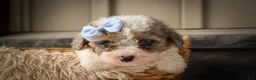 Miniature Poodle dogs for sale: Juno🦴  - Ad 16