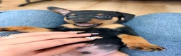 Miniature Pinscher dogs for sale: Luke - Ad 17