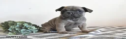 French Bulldog dogs for sale: Gary - Ad 4