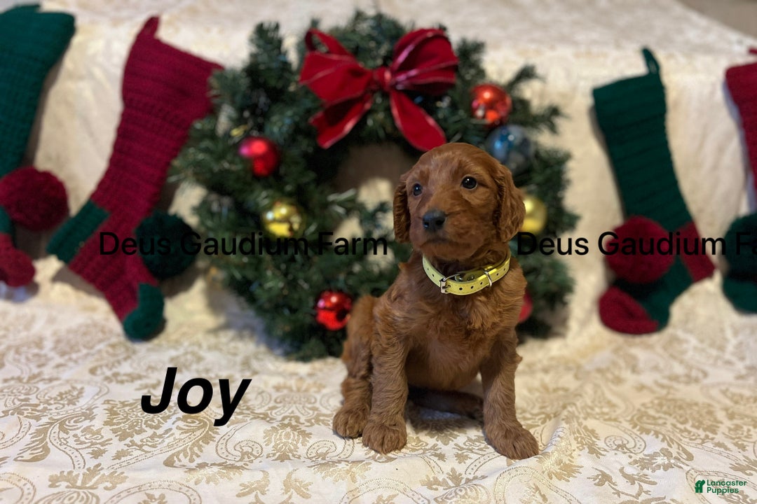 Irish Doodle dogs for sale: Joy - Ad 4