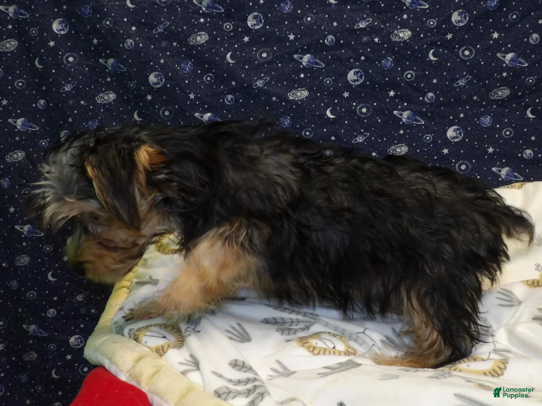 Yochon dogs for sale: Jim - Ad 4