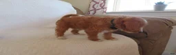 Cavapoo dogs for sale: Caramel - Ad 5