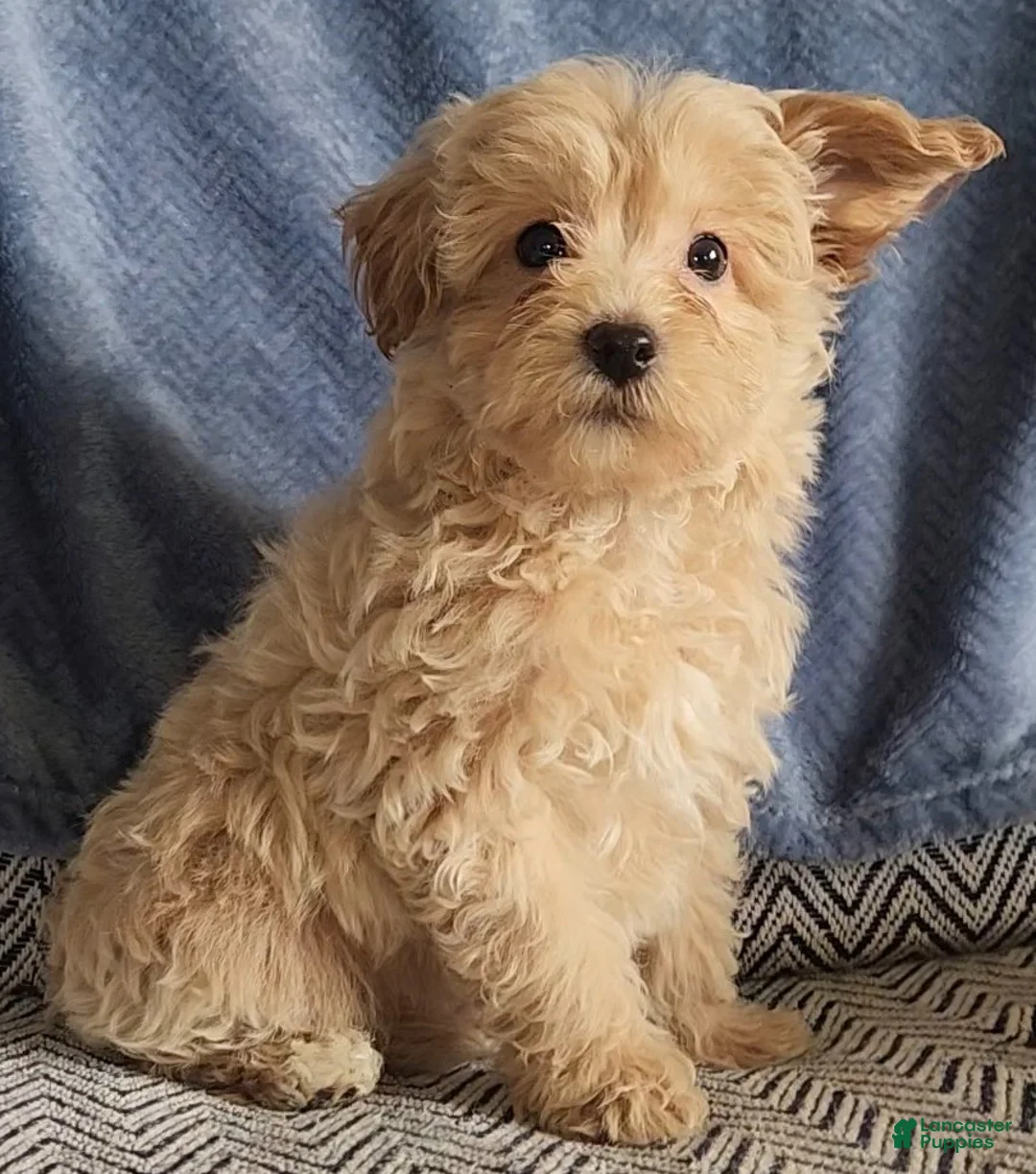 Mixed Breed dogs for sale: Peanut - Ad 1